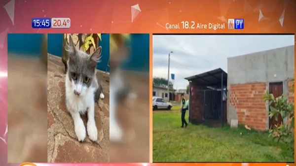 Ladrones se llevaron hasta el gato tras robo en Alto Paraná - Noticias Paraguay