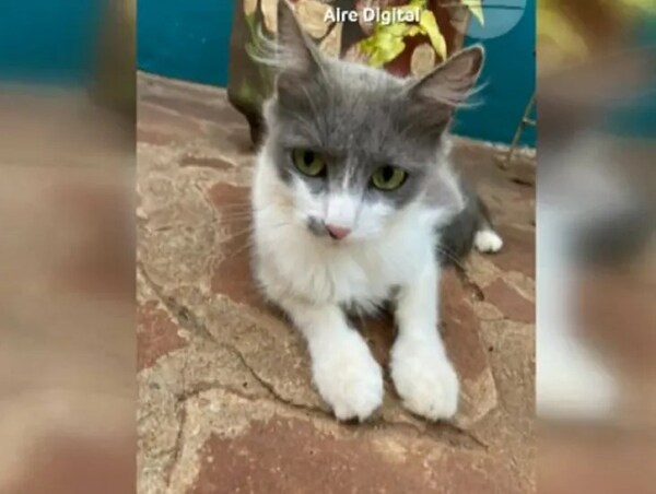 Delincuente ingresa a robar una casa y se lleva al gato de la familia