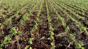 La lluvia favorece a destacados rubros agrícolas en Itapúa