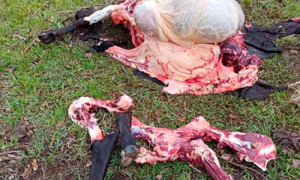 Abigeos faenan vaca preñada en el barrio Primero de Marzo de Coronel Oviedo - OviedoPress