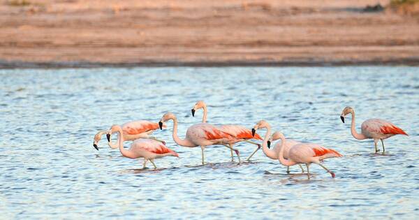 La Nación / ¡La visita más esperada! Flamencos ya aterrizaron en suelo chaqueño