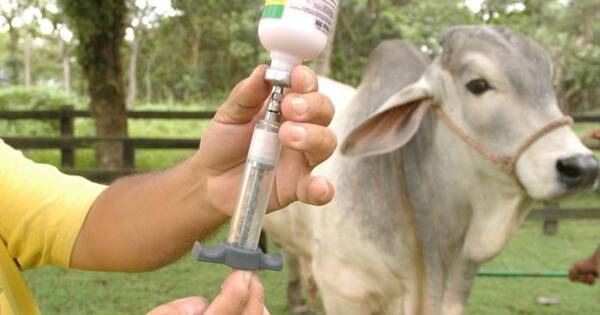 La Nación / Masiva entrada de productos veterinarios de contrabando