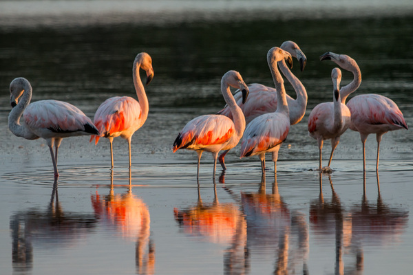 Flamencos ya tiñen de rosa el Chaco paraguayo