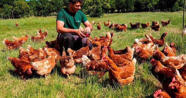 La Nación / Gripe aviar: ayuda económica está prevista solamente para un sector