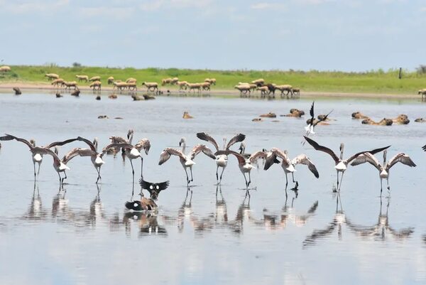 El regreso de las aves al Pilcomayo - ABC Revista - ABC Color