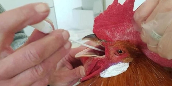 ARGENTINA: Avícola correntina resistió la matanza de 200.000 gallinas por "gripe aviar". Tenía razón y el análisis dio negativo - Informatepy.com
