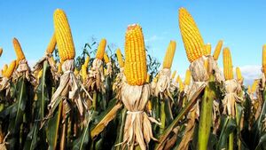 Se exportaron 3 millones  de toneladas más de maíz