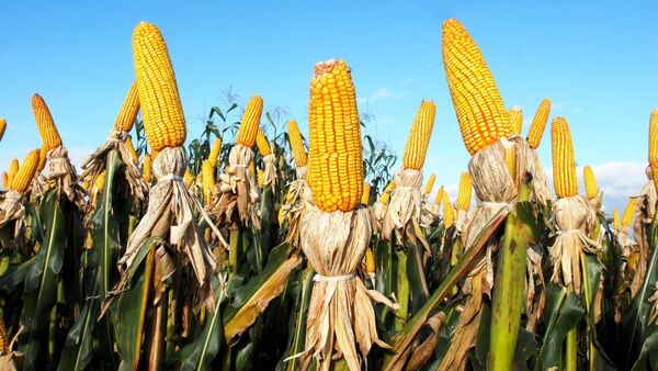 Se exportaron 3 millones de toneladas más de maíz