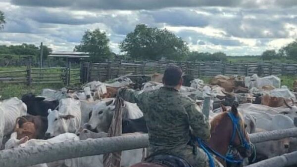 Detienen a tres presuntos abigeos y recuperan 144 cabezas de ganado