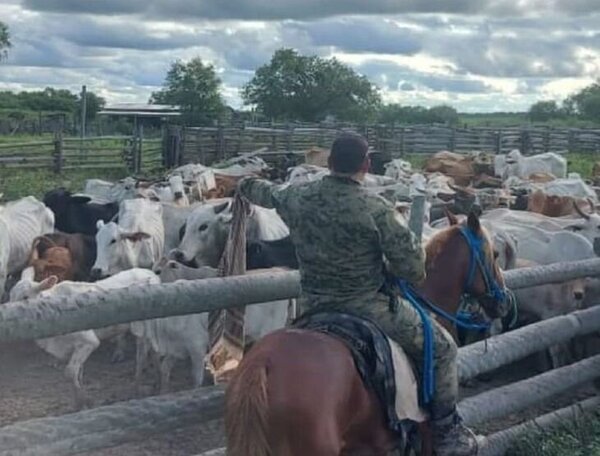 Tres hombres aprehendidos y 144 cabezas de ganado recuperadas en Fuerte Olimpo - Radio Imperio
