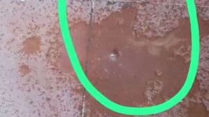 Garrapatas invaden una escuela