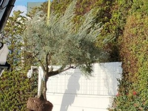 La verdad sobre el árbol de Shakira | 1000 Noticias