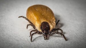 Cómo eliminar las garrapatas con recetas caseras