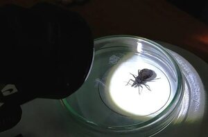 Mal de Chagas: Paraguay se destaca como ejemplo regional en su combate - Nacionales - ABC Color