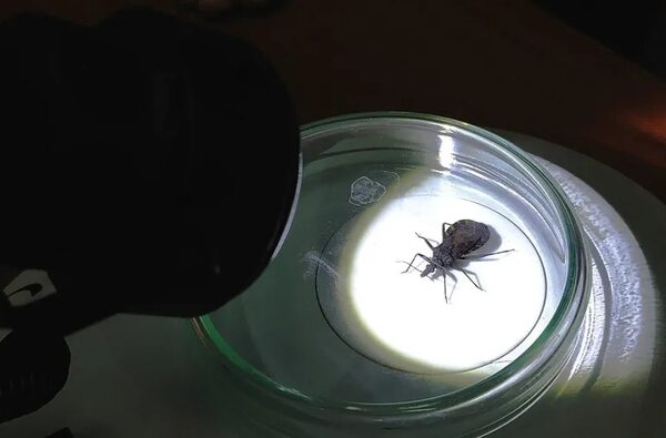 Mal de Chagas: Paraguay se destaca como ejemplo regional en su combate - Nacionales - ABC Color