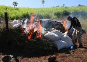 Operaciones contra la marihuana en Paraguay no afectan producción en Amambay