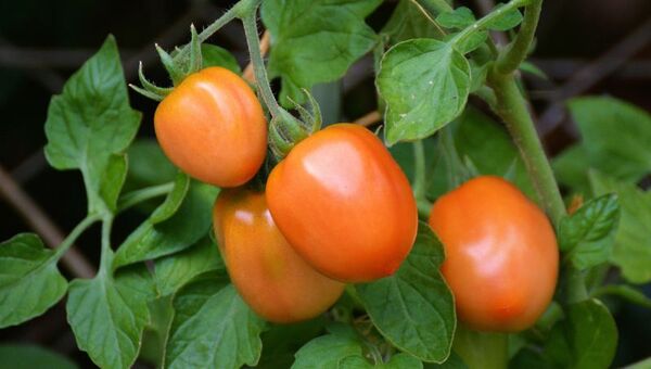 El número 1: Superficie de tomate se redujo levemente pero no afectará volumen de producción