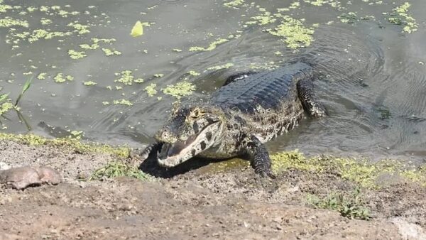 Intensas lluvias en el Chaco  se unen a las  aguas del Pilcomayo - Nacionales - ABC Color