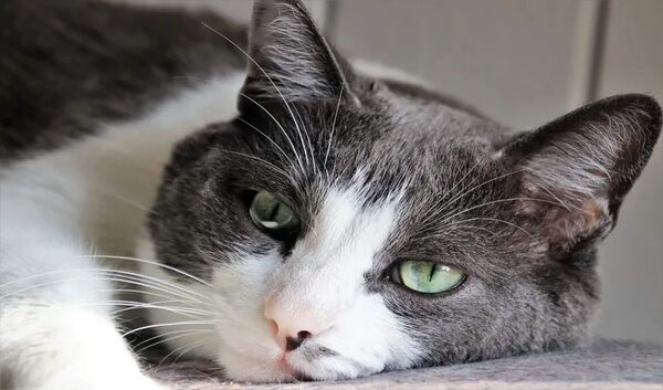 Insuficiencia renal crónica en felinos - Mascotas - ABC Color
