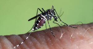 La Nación / Récord de muertes por casos de dengue