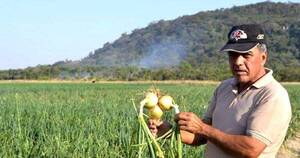 La Nación / Fortalecen cultivo de cebolla en La Colmena