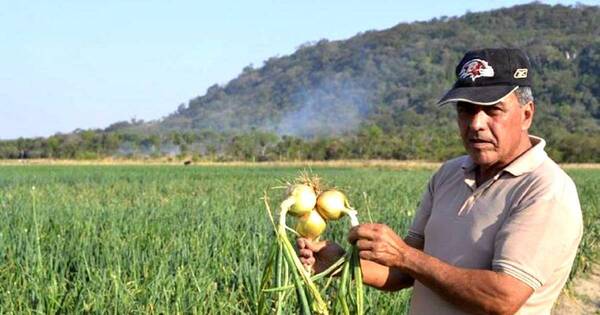 La Nación / Fortalecen cultivo de cebolla en La Colmena