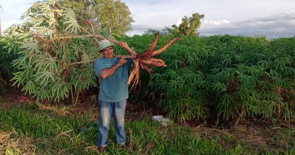 Productores de Coronel Bogado proyectan la comercialización de 3 millones de kilos de mandioca