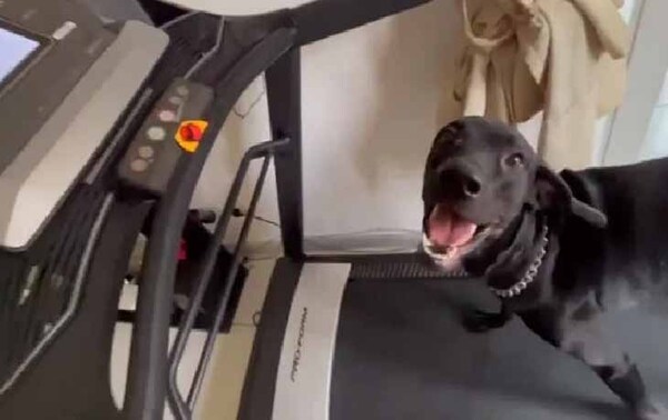 Loki, el perro paraguayo que se destaca por hacer ejercicios y trucos – Prensa 5