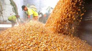 Buena producción de maíz generó 3 millones de toneladas más en el 2022