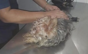 Lambaré: Atropellaron a un perrito y lo abandonaron en un basurero - C9N