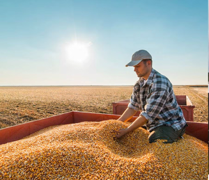 Buena producción de maíz generó 3 millones de toneladas más en el 2022