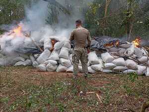 Operativo de destrucción de marihuana sestó un golpe de casi 20 millones de dólares al narcotráfico - .::Agencia IP::.