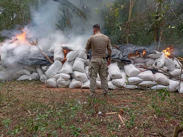 Operativo de destrucción de marihuana sestó un golpe de casi 20 millones de dólares al narcotráfico - .::Agencia IP::.