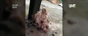 Lambaré: Atropellaron a un perrito y abandonaron en un basurero - SNT
