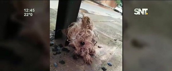 Lambaré: Atropellaron a un perrito y abandonaron en un basurero - SNT