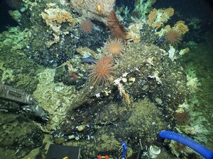 Prístino arrecife de coral en reserva marina de Galápagos - Ciencia - ABC Color