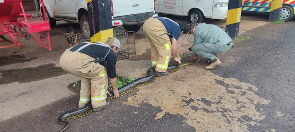 Capturan a una kuriju que se estaba por tragar a un perro