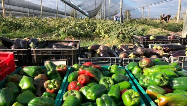 Productores frutihortícolas denuncian: “Acá se abandona al campo, no hay protección" - Informatepy.com