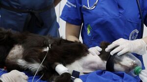 Realizan por primera vez una valvuloplastia pulmonar en un perro