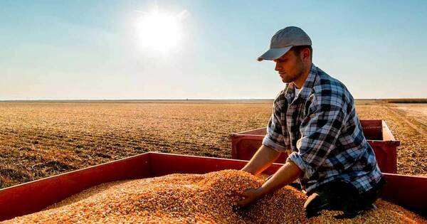 La Nación / Buena producción de maíz generó 3 millones de Tn