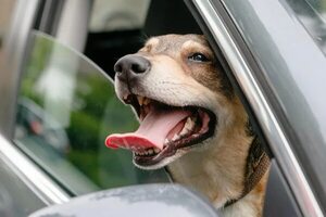 ¿Dónde adoptar o resguardar a un animalito en situación de calle? - Mascotas - ABC Color