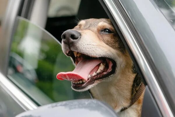 ¿Dónde adoptar o resguardar a un animalito en situación de calle? - Mascotas - ABC Color