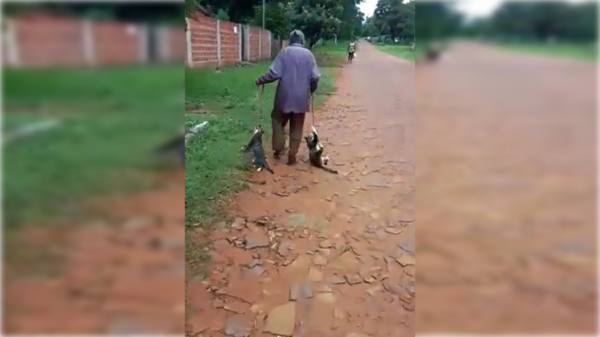 [VIDEO] ¡Barbaridad! Karai arrastró a dos gatos con cuerda atada al cuello de los animales