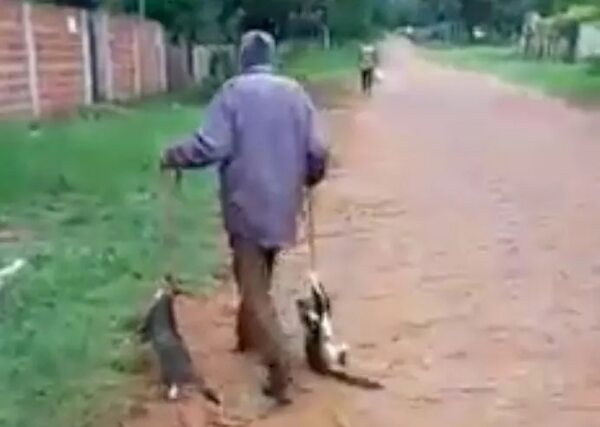Denuncian maltrato animal en Caacupé - Nacionales - ABC Color