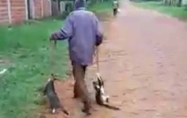 Dos gatos fueron arrastrados por un hombre en Caacupé – Prensa 5