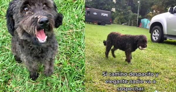 La Nación / Viral: peludito aprovechó el allanamiento de una vivienda para hurtar pan