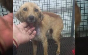 Intentaron ahogar a una perrita en el río pero fue salvada y ahora necesita un hogar  - Mascotas - ABC Color