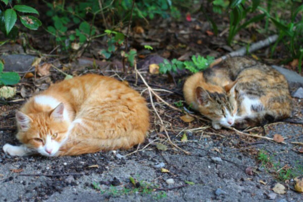 Diario HOY | Video: arrastra a dos gatos agonizantes, ¿para comerlos? Denuncian en fiscalía