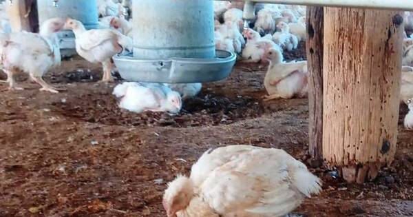 La Nación / Paraguay no registra casos de gripe aviar, pero la alerta continúa