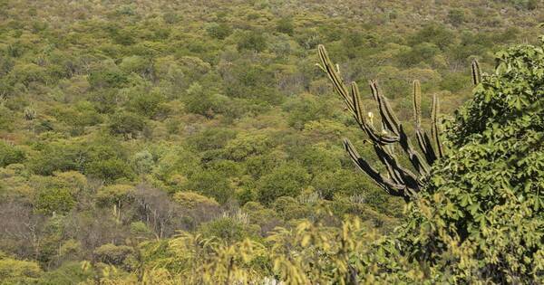 La Nación / “El sueño del jaguar”, la muestra artística que busca crear conciencia para la conservación del felino
